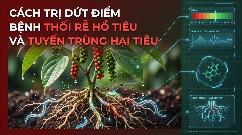Bệnh Thối Rễ Hồ Tiêu