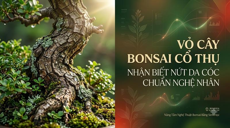 Vỏ Cây Bonsai Cổ Thụ: Nhận Biết Nứt Da Cóc Chuẩn Nghệ Nhân